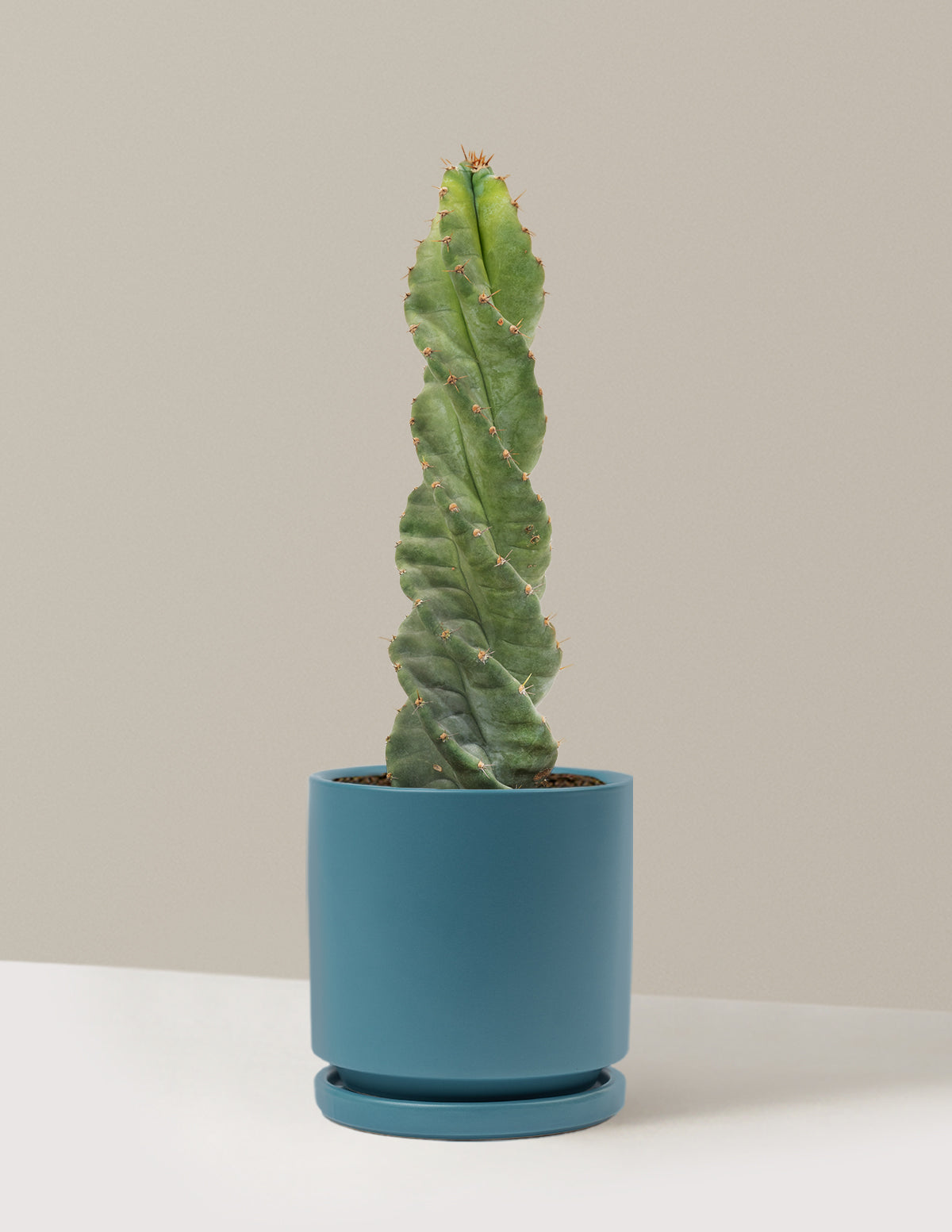 Spiral Cactus