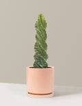 Spiral Cactus