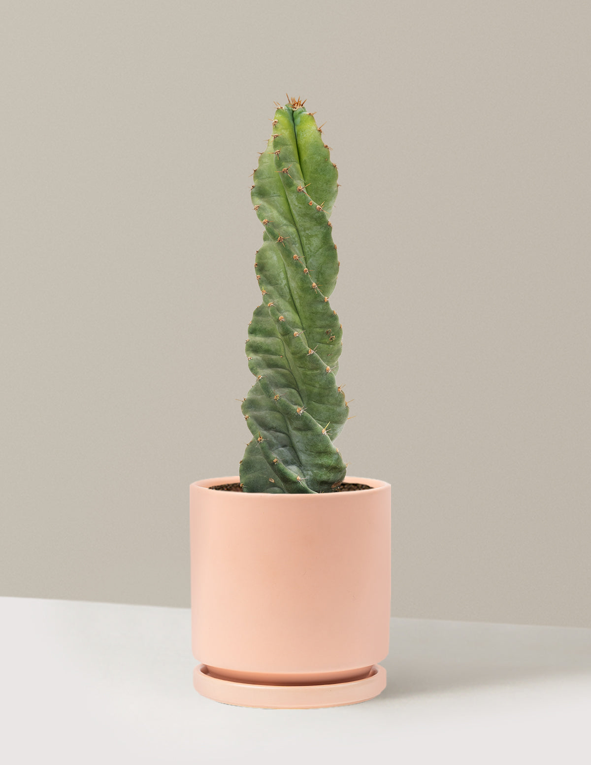 Spiral Cactus