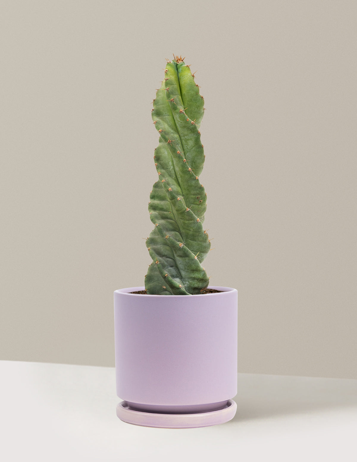 Spiral Cactus
