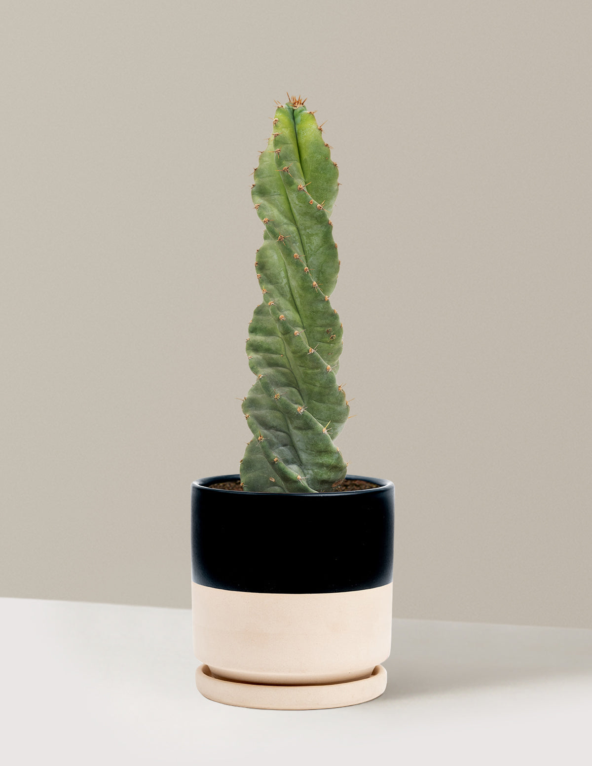 files/the-sill_Medium-Spiral-Cactus_Medium_Isabella_Top-Half-Black_Variant.jpg