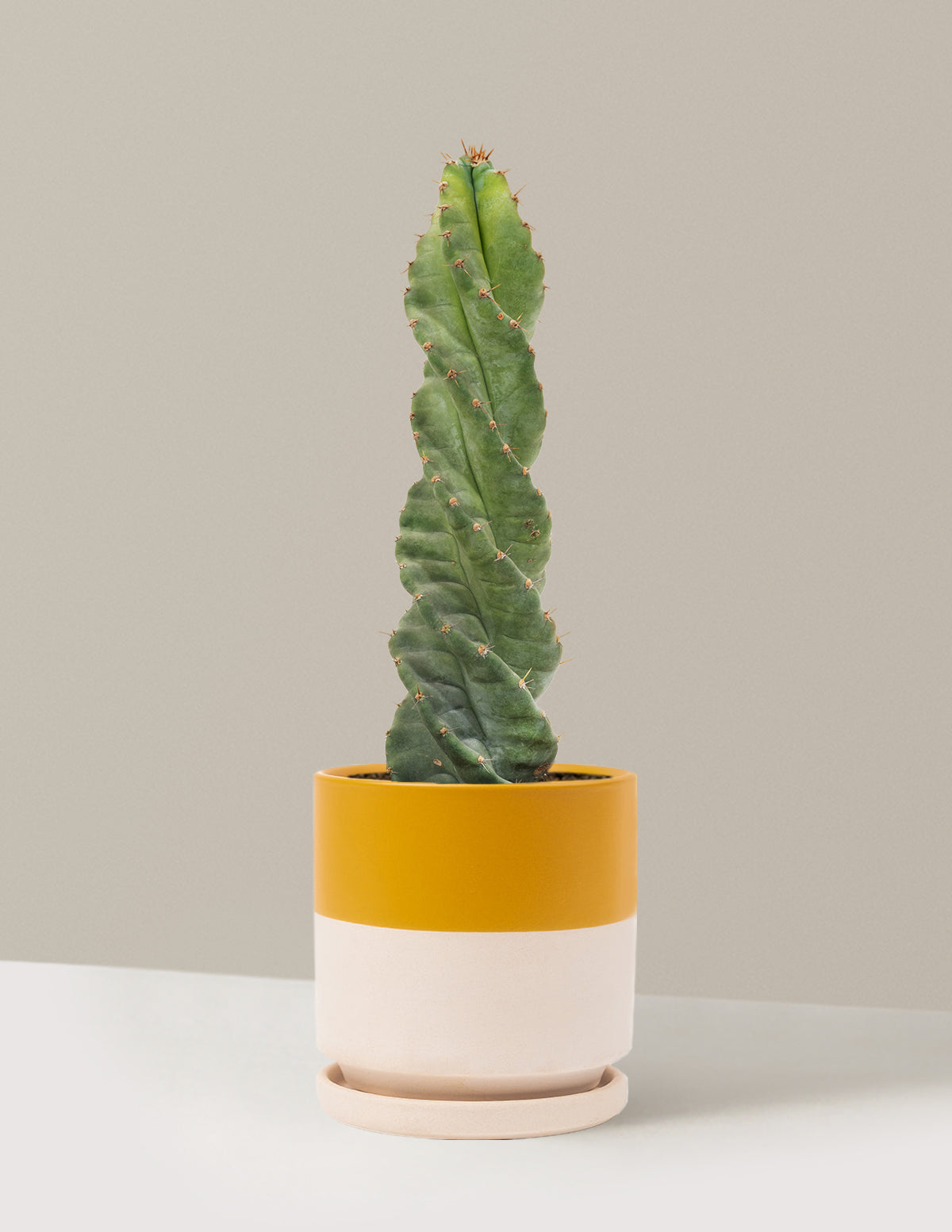 Spiral Cactus