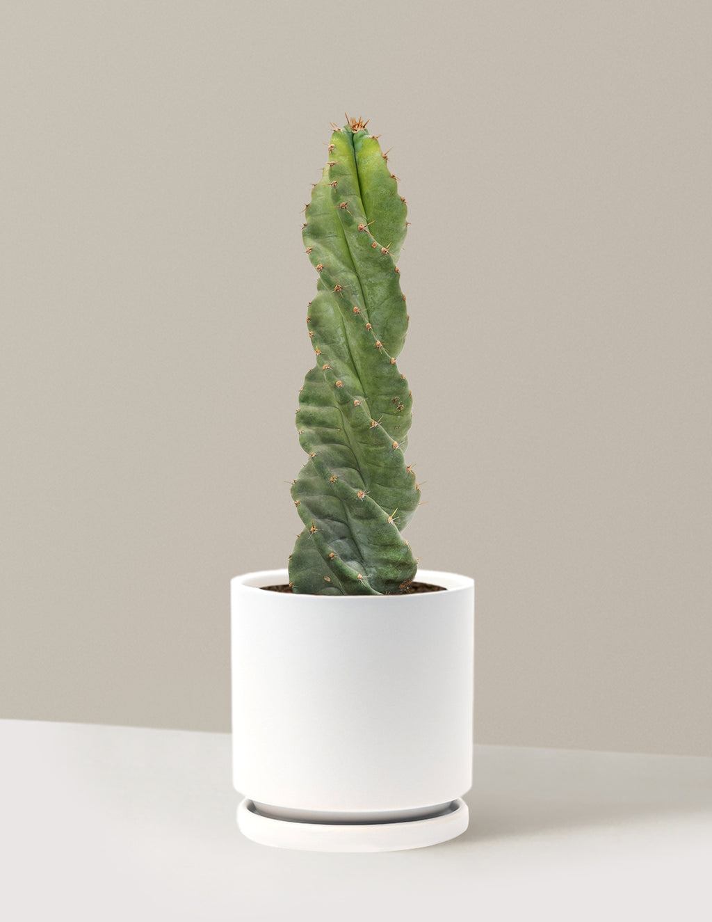 Spiral Cactus
