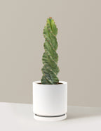 Spiral Cactus
