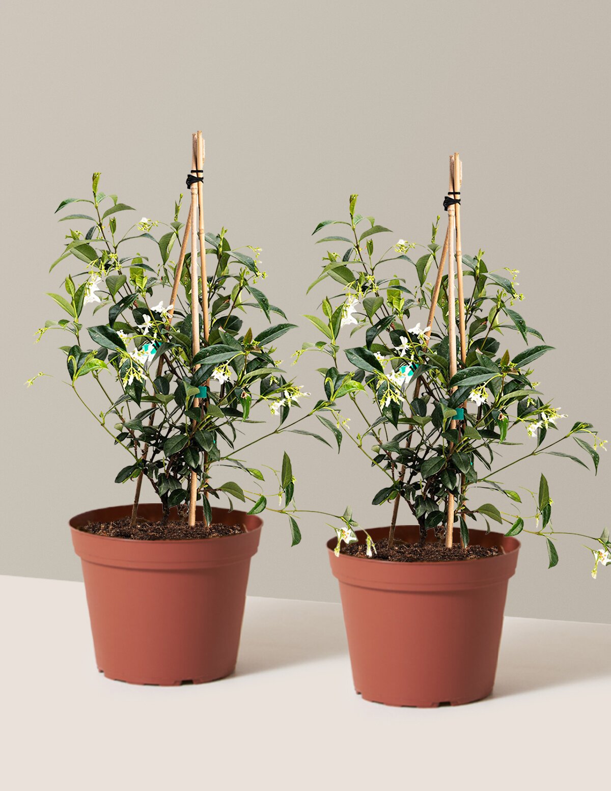 Star Jasmine