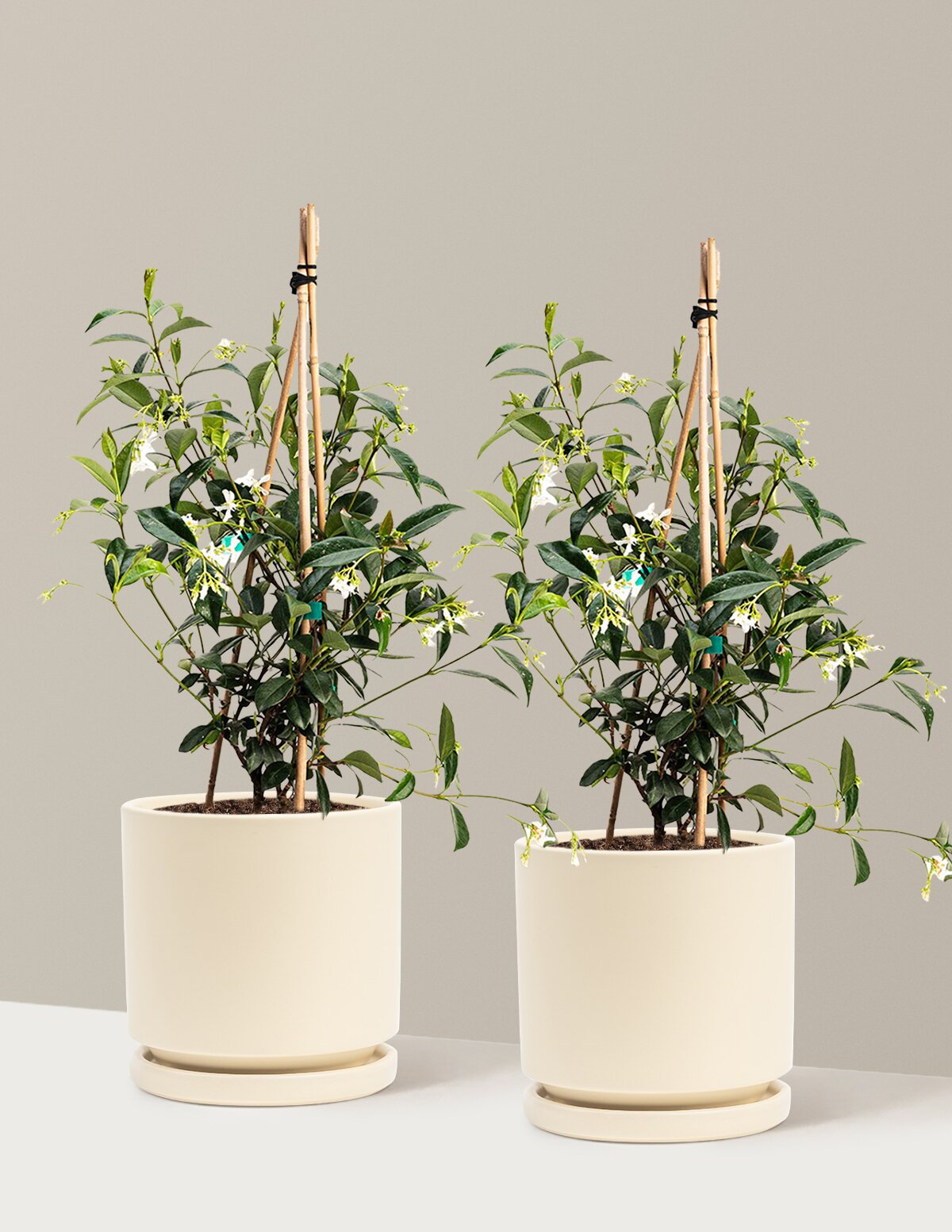 Star Jasmine