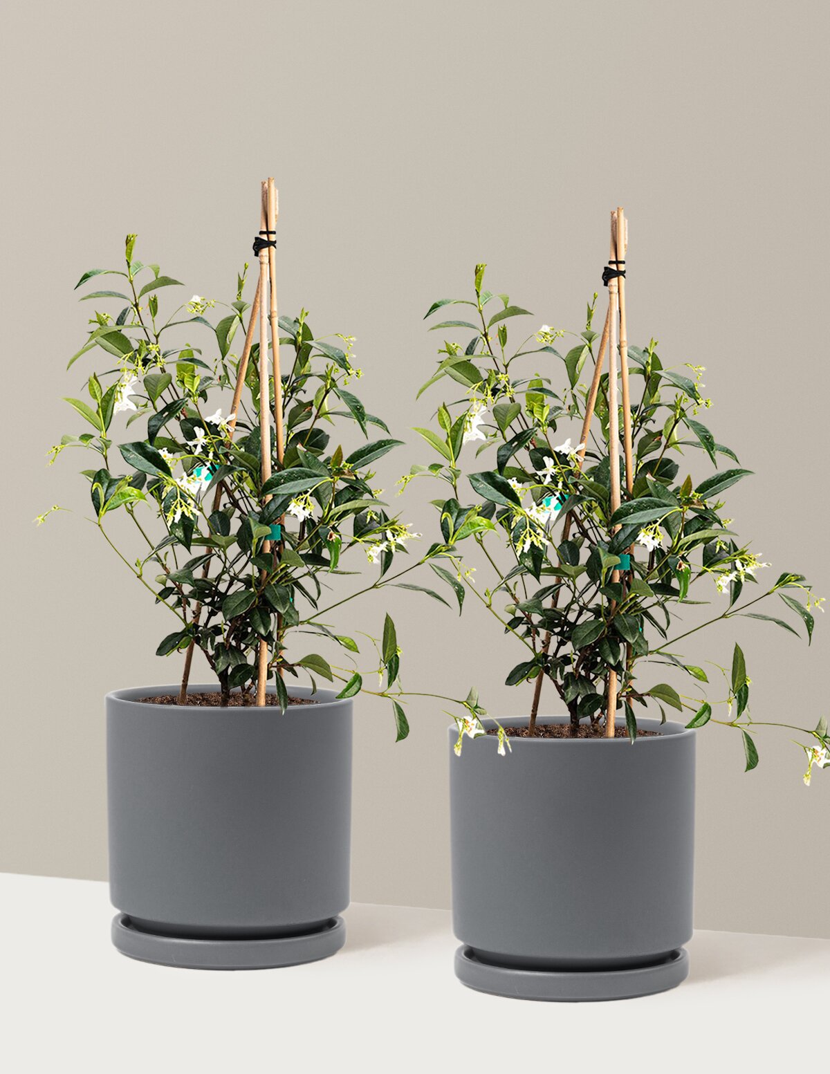 Star Jasmine