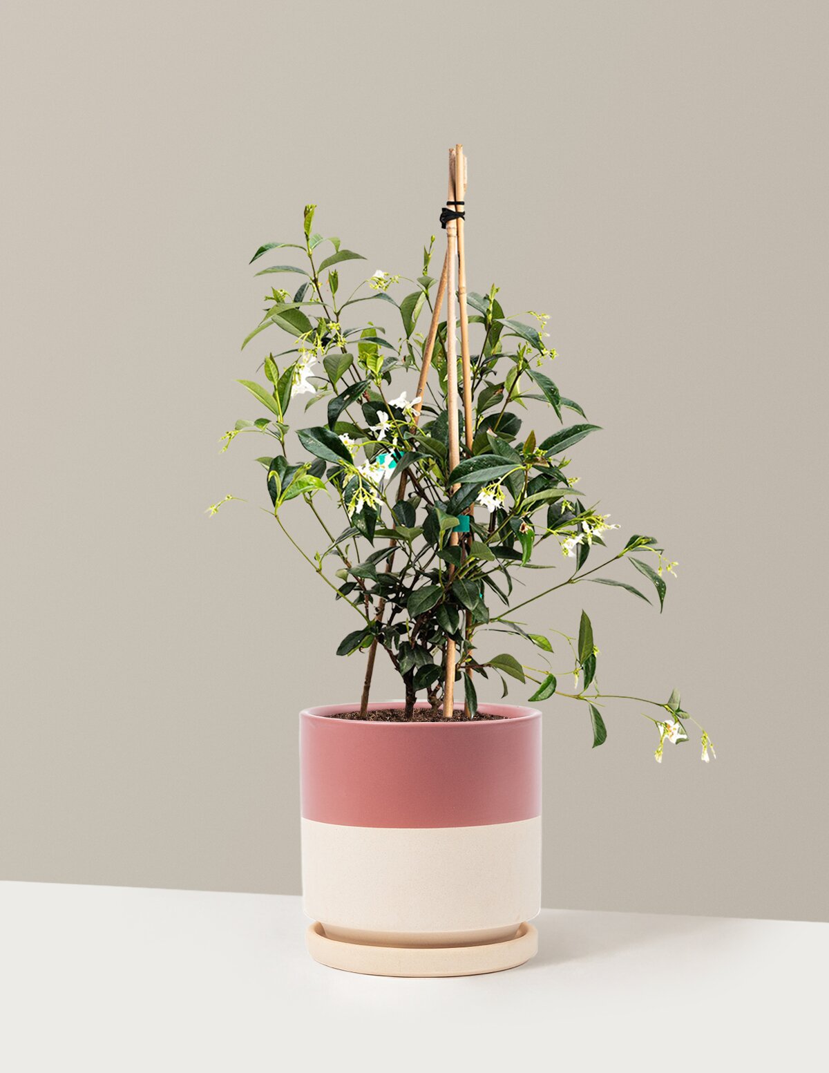 Star Jasmine