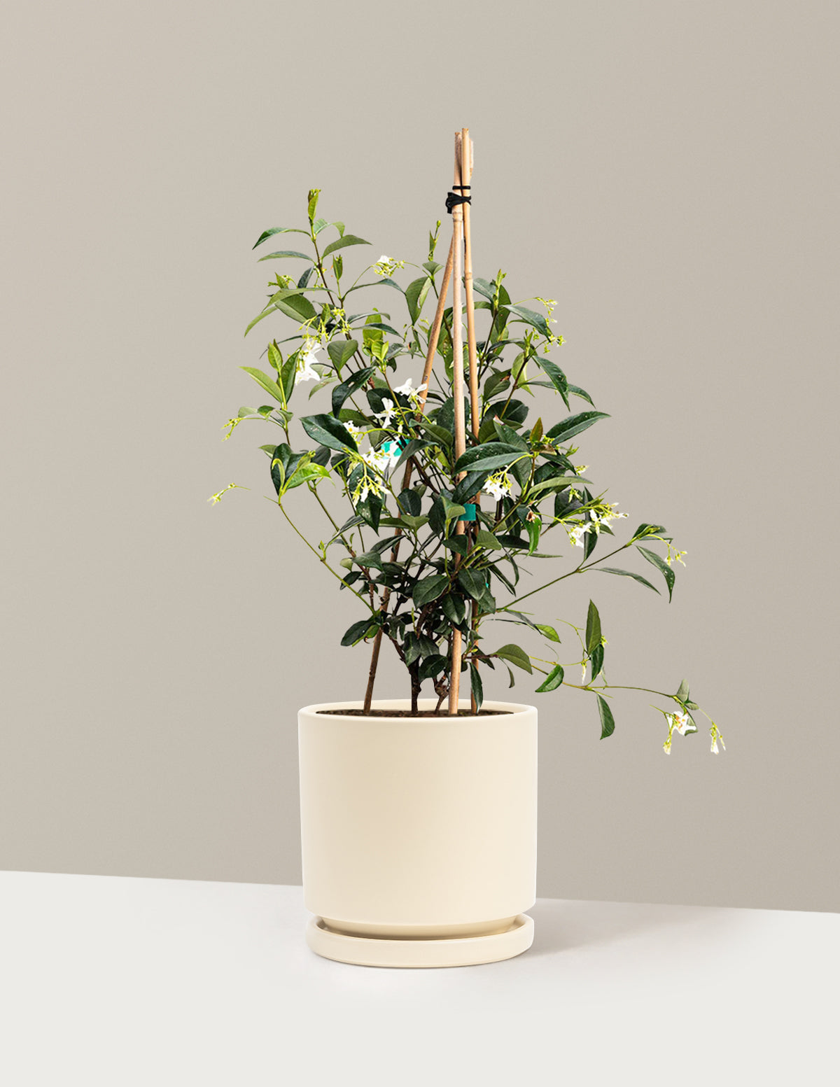 Star Jasmine