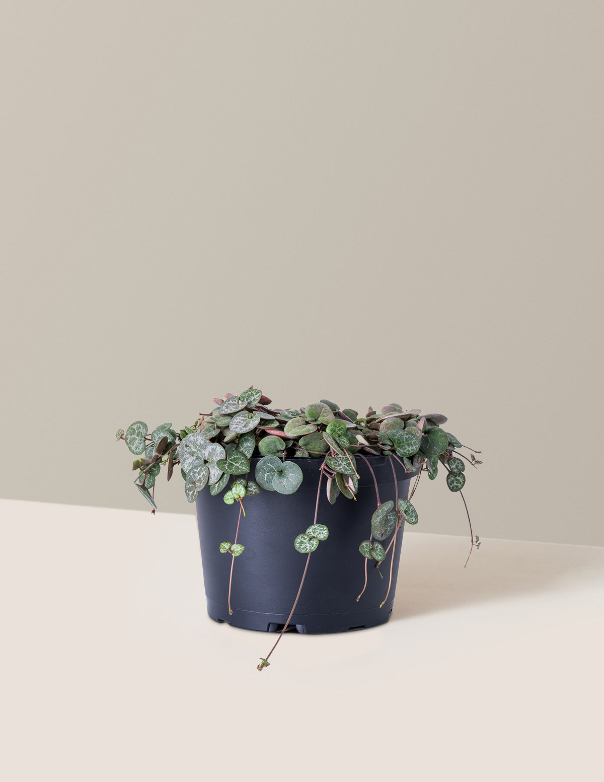 bundle | Medium | Grow Pot