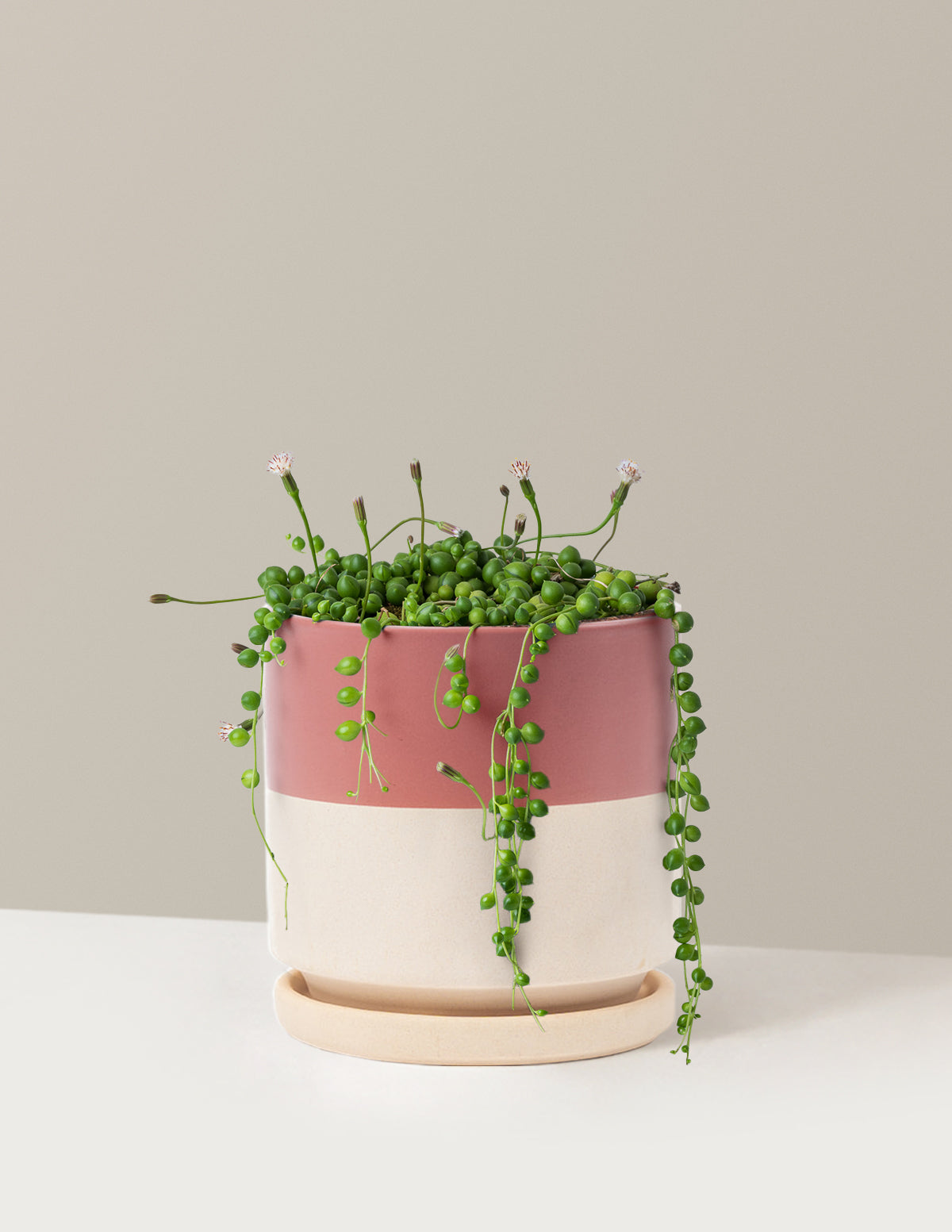 bundle | Medium | Isabella | Half Dusty Rose