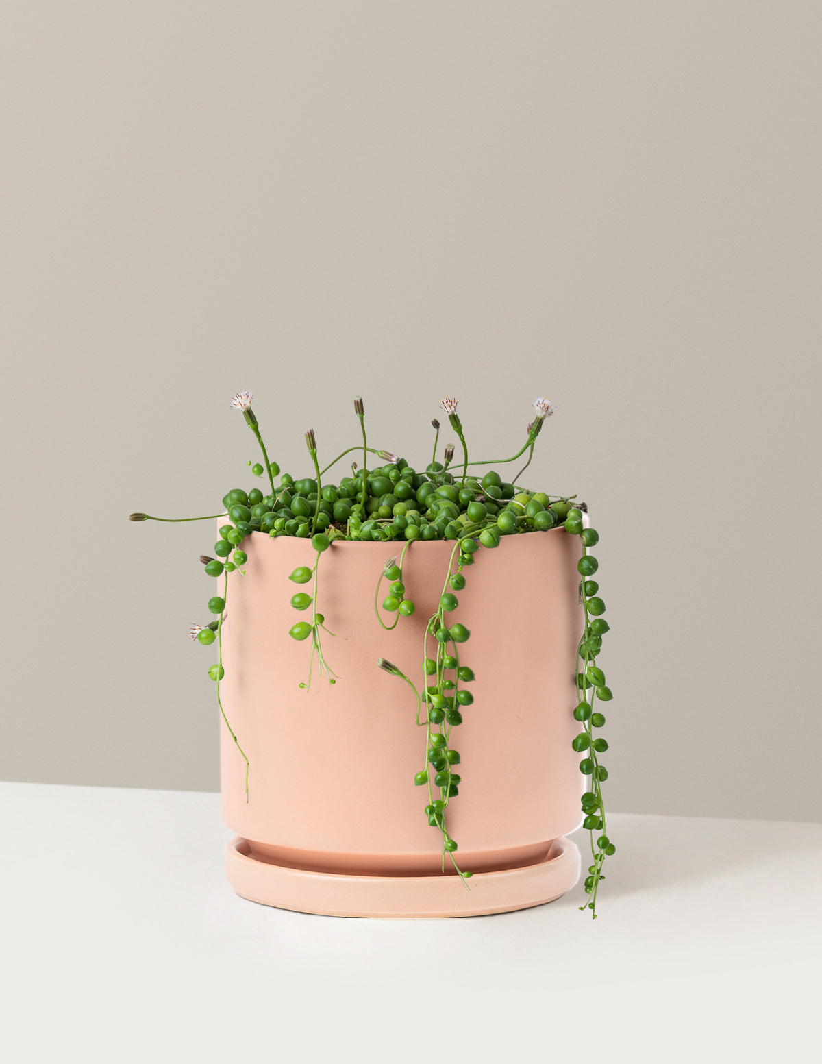 files/the-sill_Medium-String-of-Pearls_Medium_Isabella_Blush_Variant.jpg
