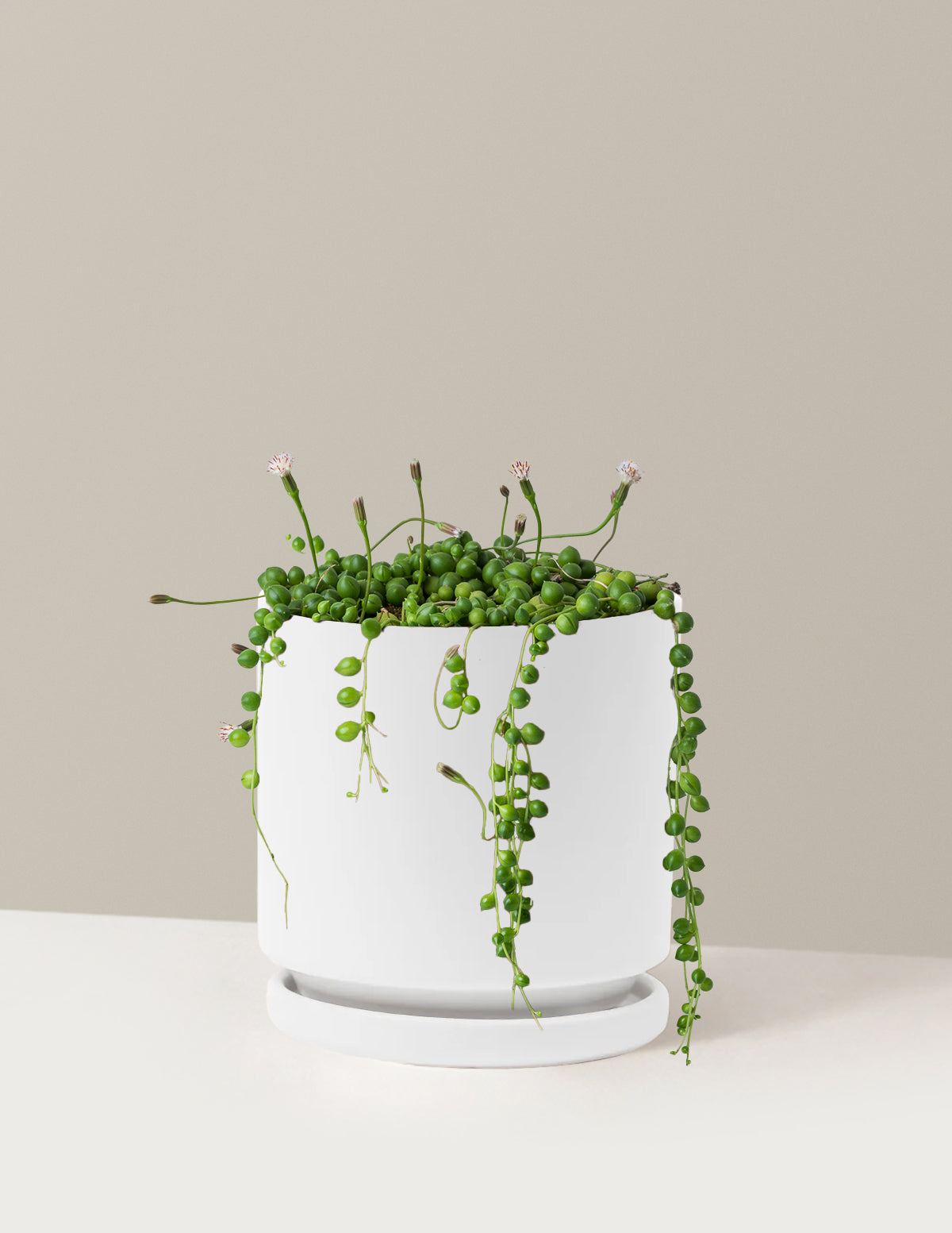 bundle | Medium | Isabella | White