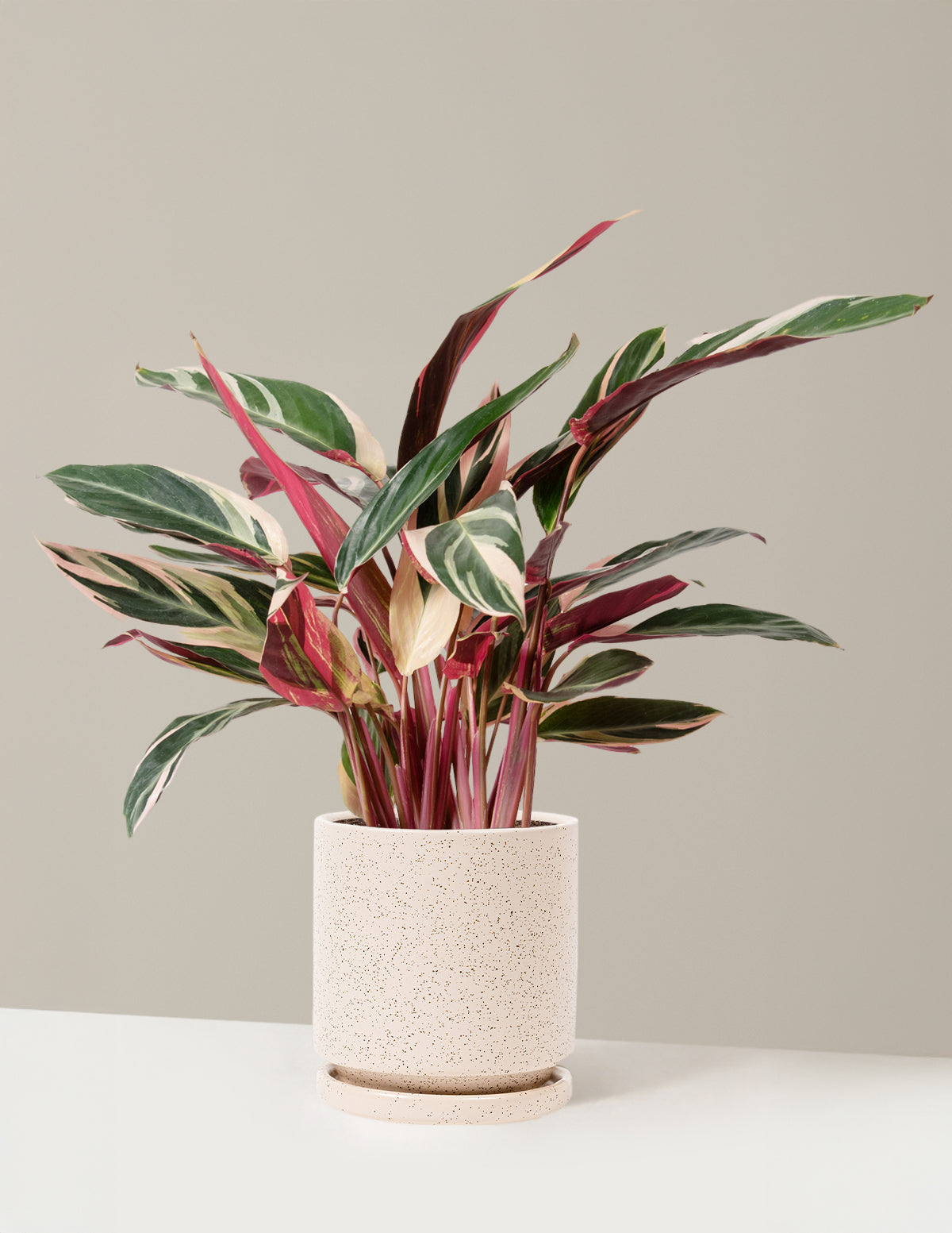 bundle | Pet Friendly | Isabella | White Sesame