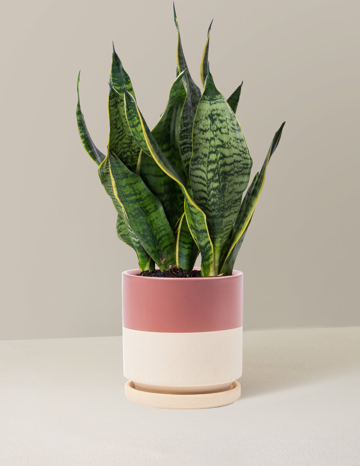 bundle | Medium | Isabella | Half Dusty Rose