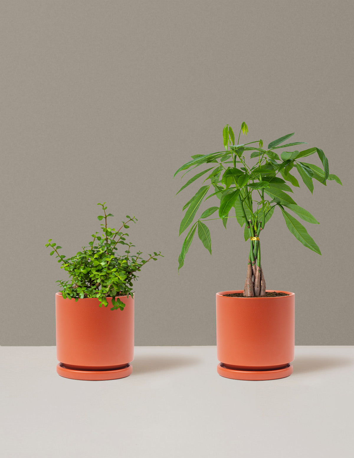 bundle | Medium | Isabella | Rust