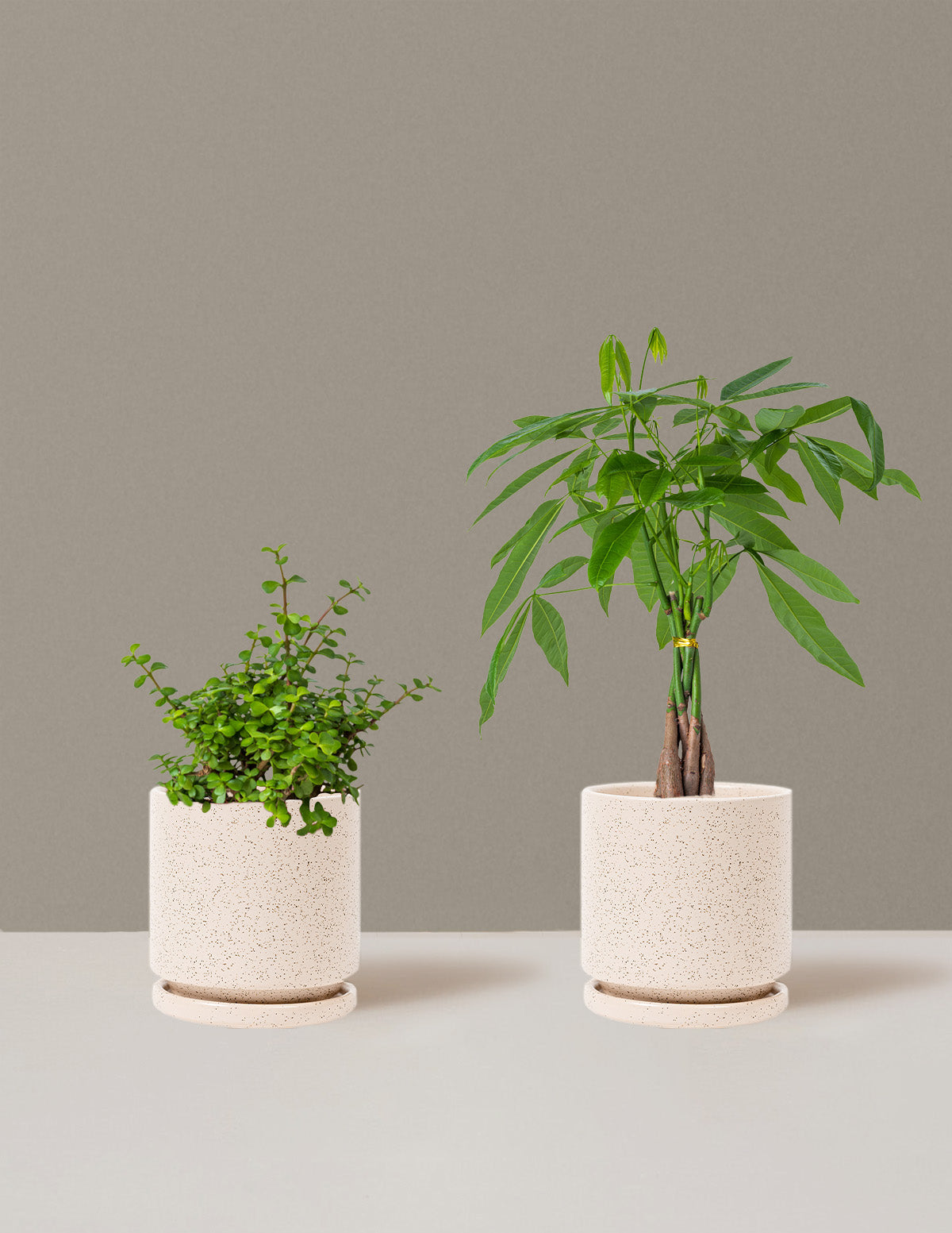 bundle | Medium | Isabella | White Sesame