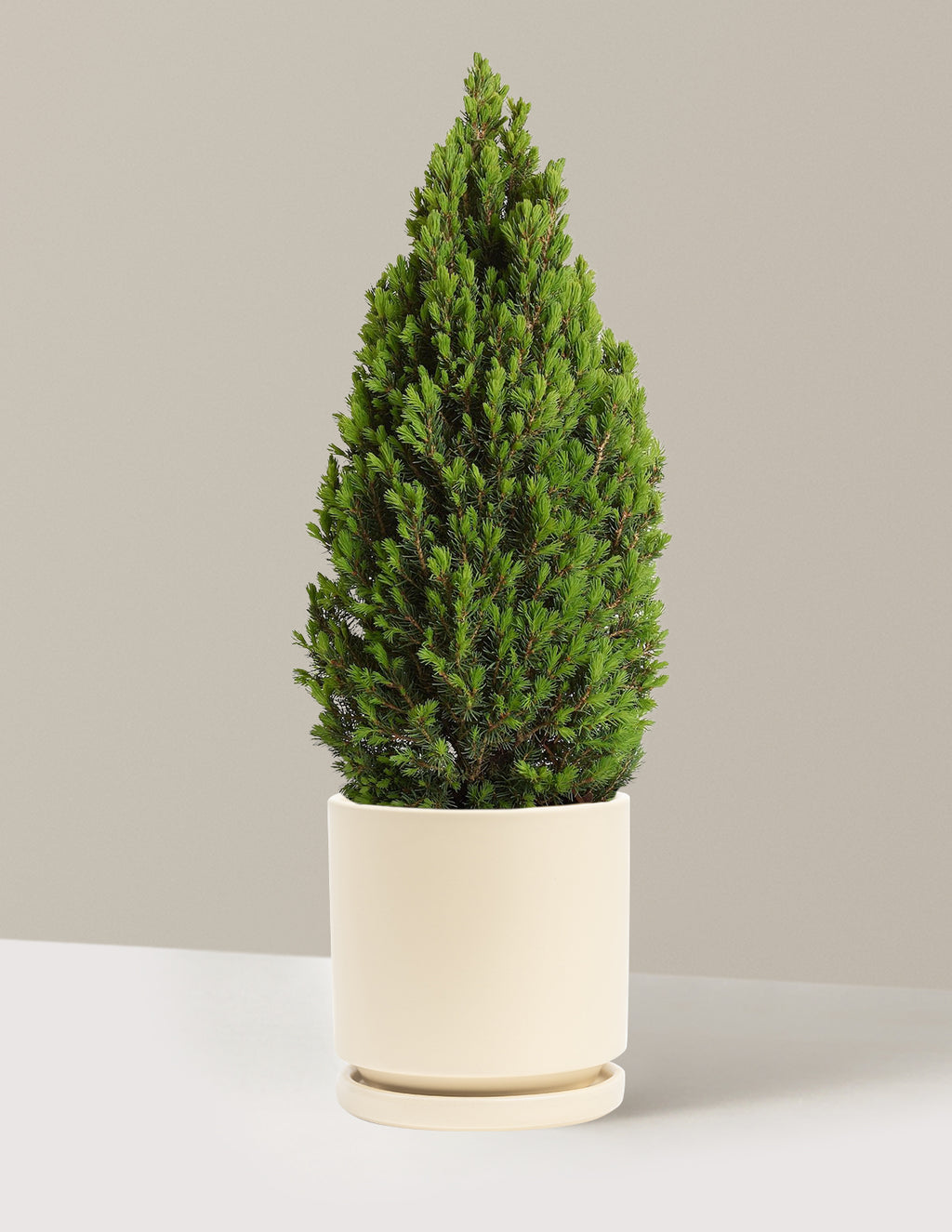 bundle | 1 Gallon | Isabella | Almond