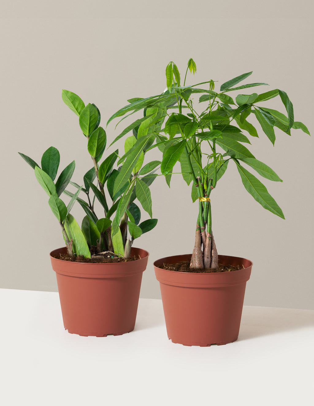 bundle | Medium | Grow Pot