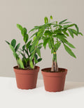 bundle | Medium | Grow Pot