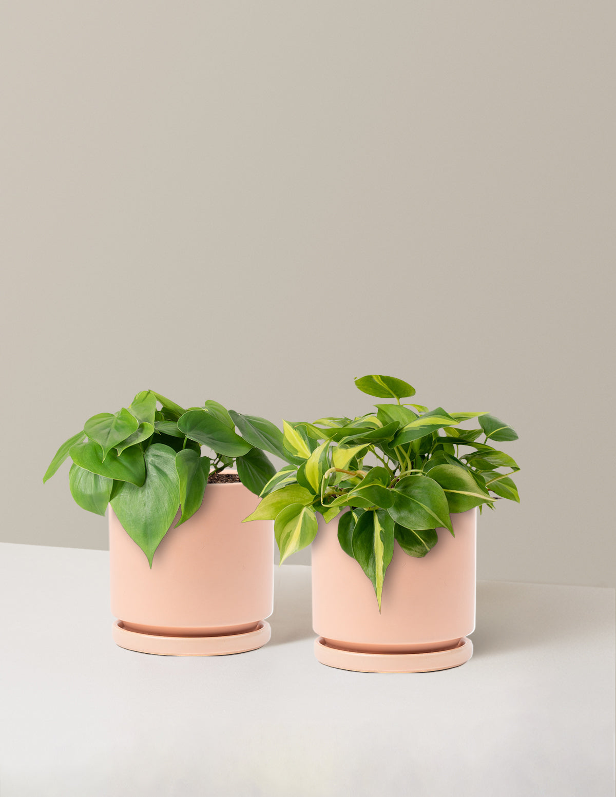 files/the-sill_Medium-Trailing-Duo_Medium_Isabella_Blush_Variant.jpg