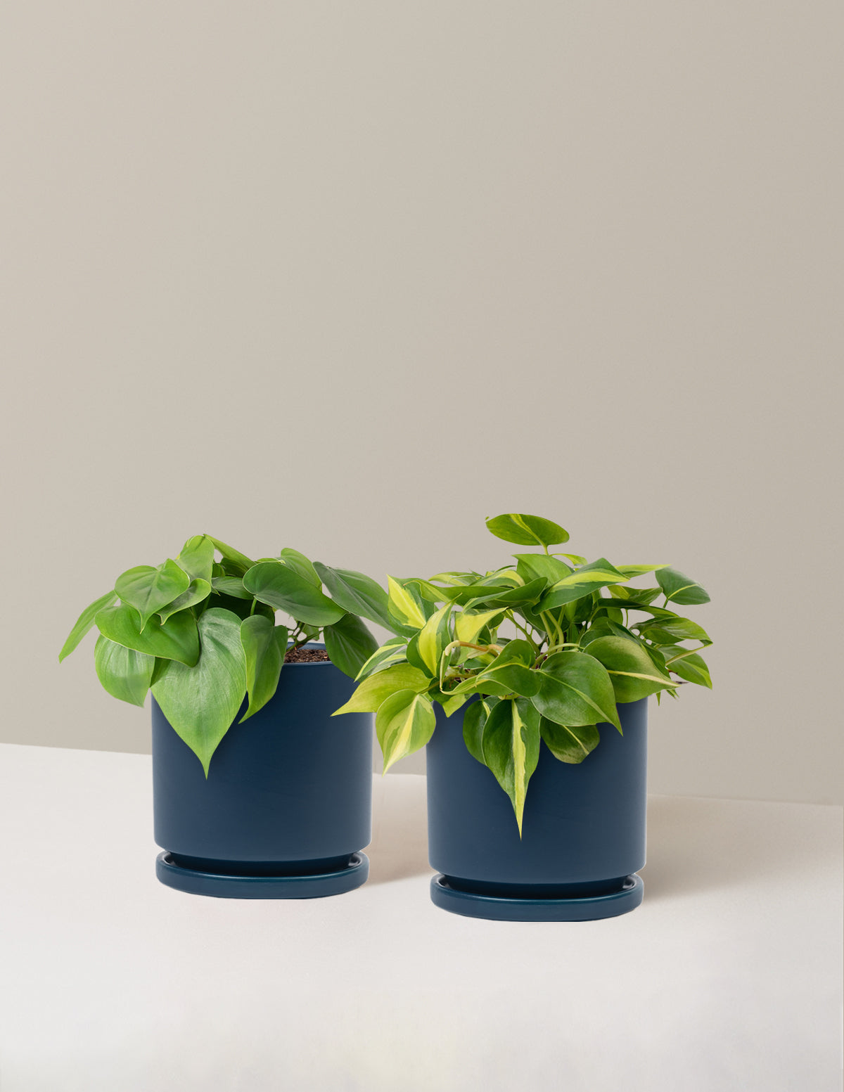 bundle | Medium | Isabella | Midnight