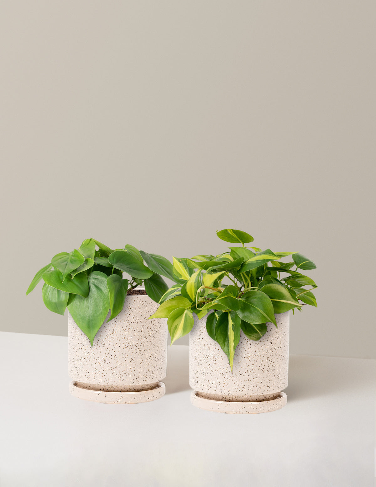 bundle | Medium | Isabella | White Sesame