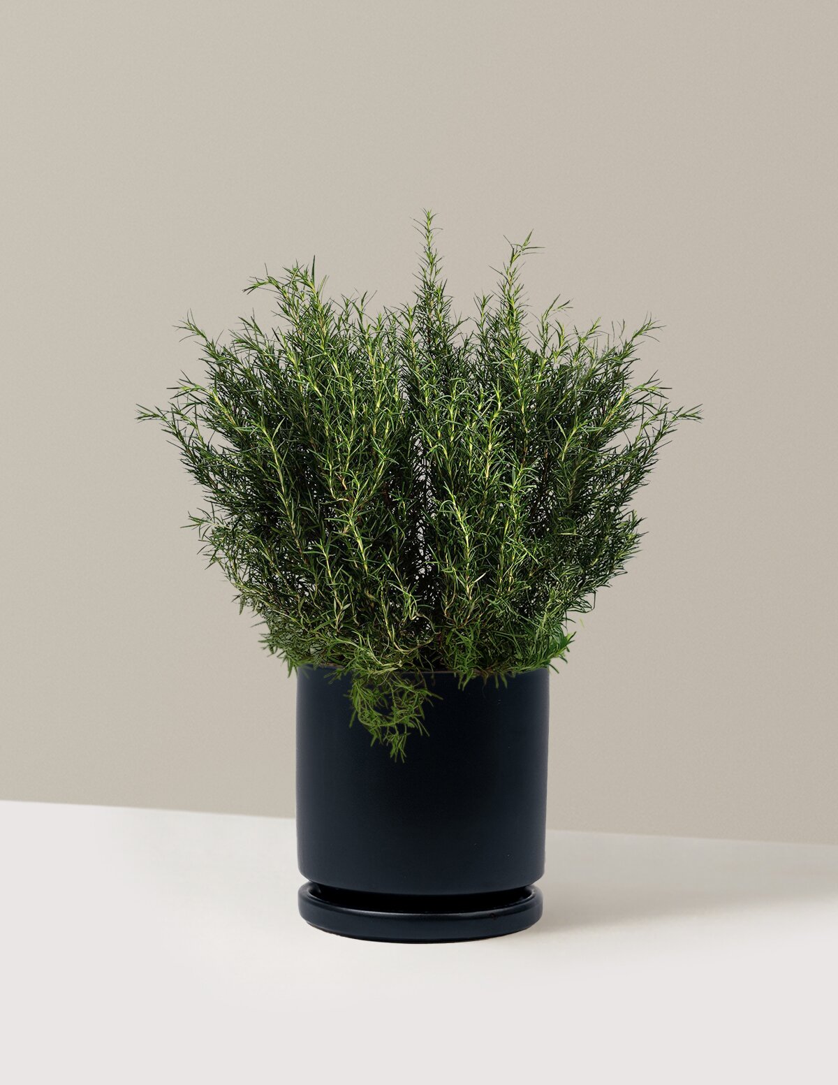 Tuscan Blue Rosemary