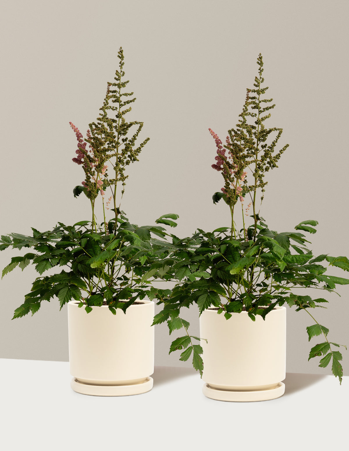 bundle | 1 Gallon - 2-Pack | Isabella | Almond