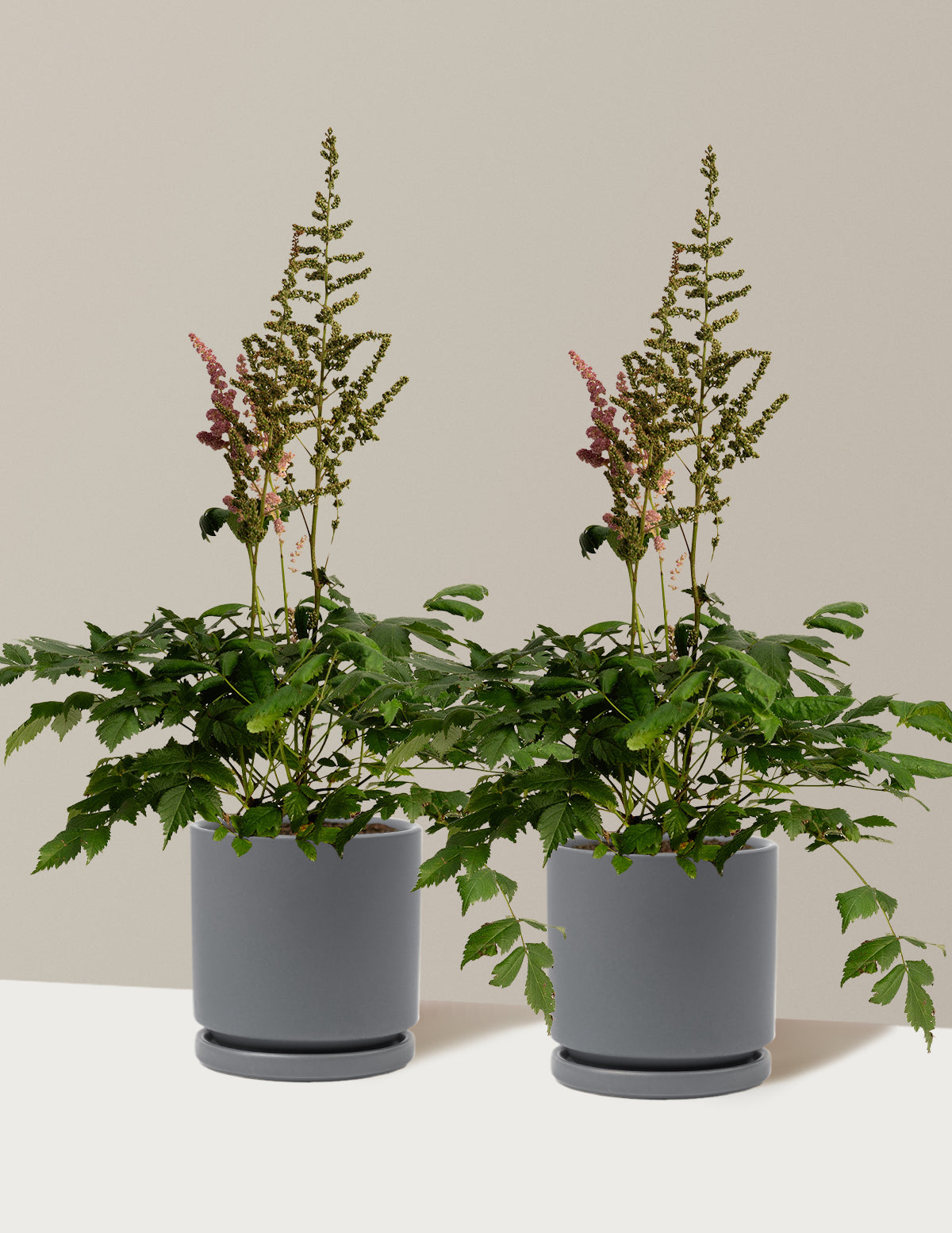 bundle | 1 Gallon - 2-Pack | Isabella | Granite