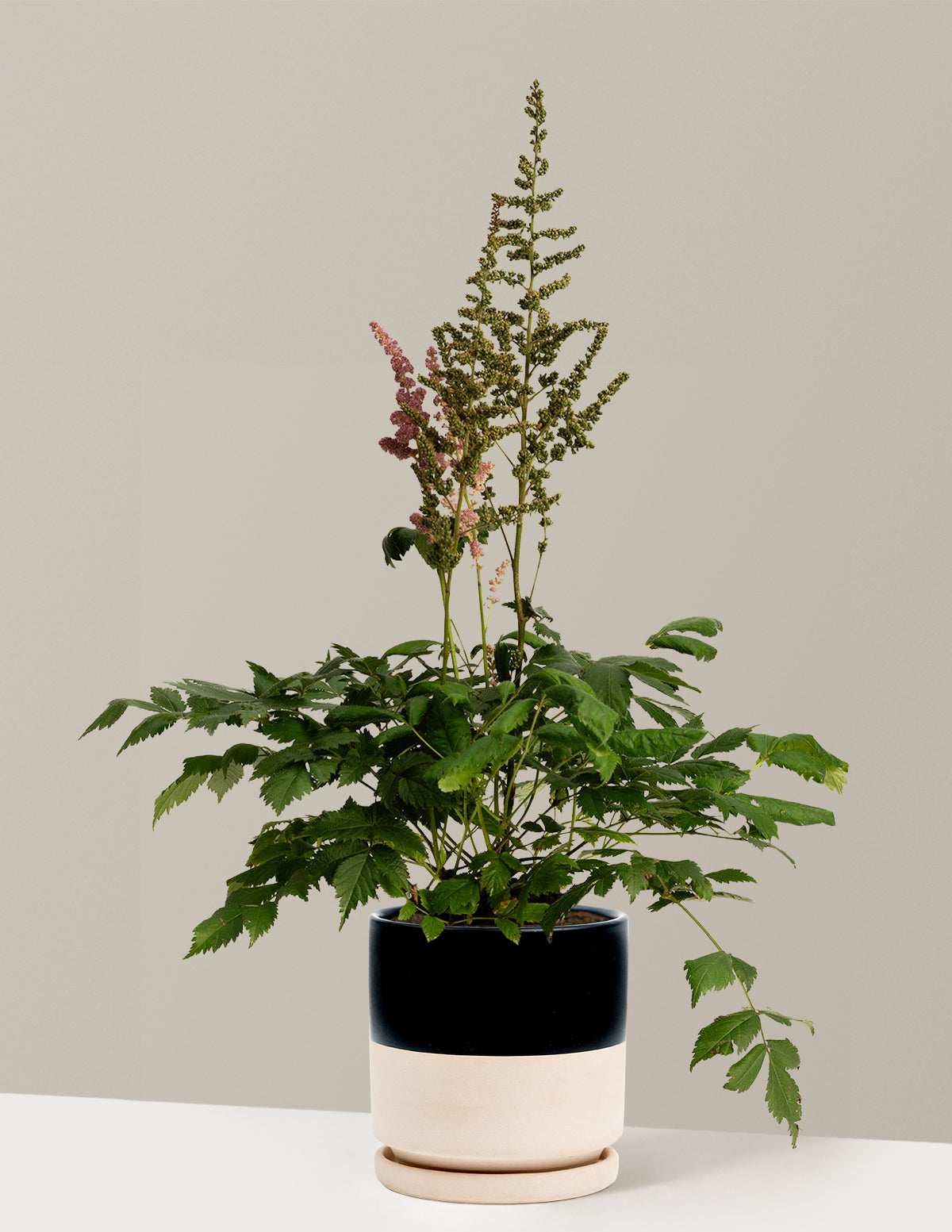 bundle | 1 Gallon - Single | Isabella | Top Half Black