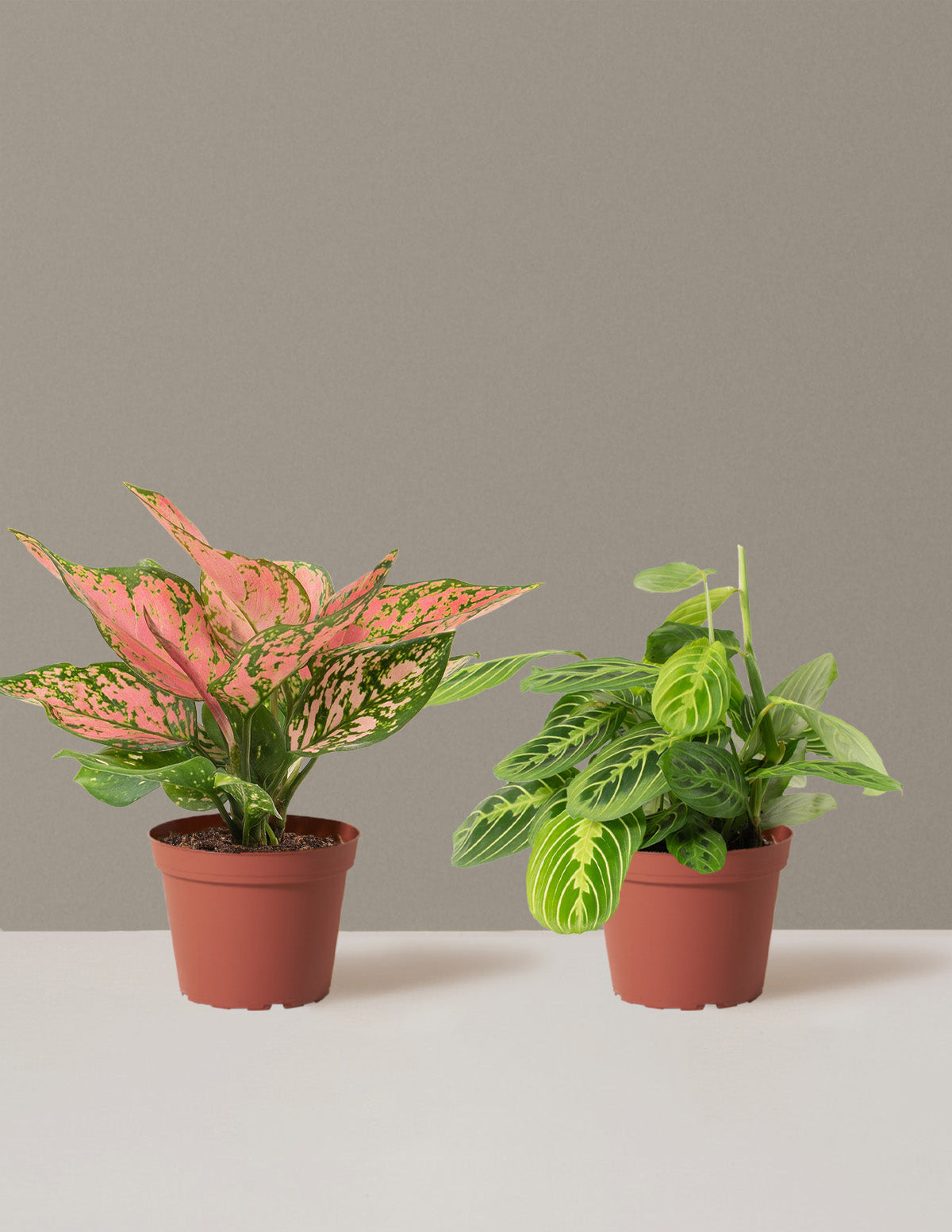 bundle | Medium | Grow Pot