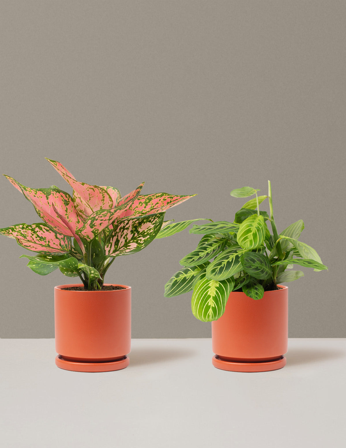 bundle | Medium | Isabella | Rust