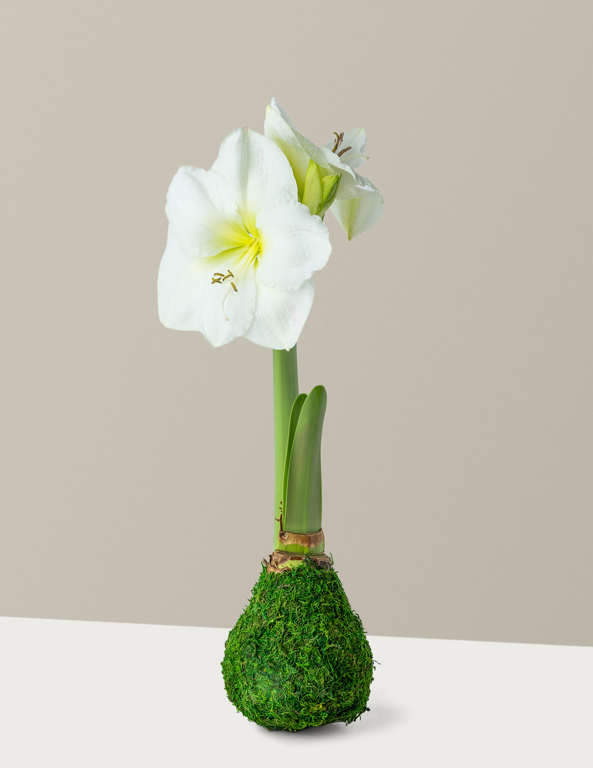 bundle | Moss | White