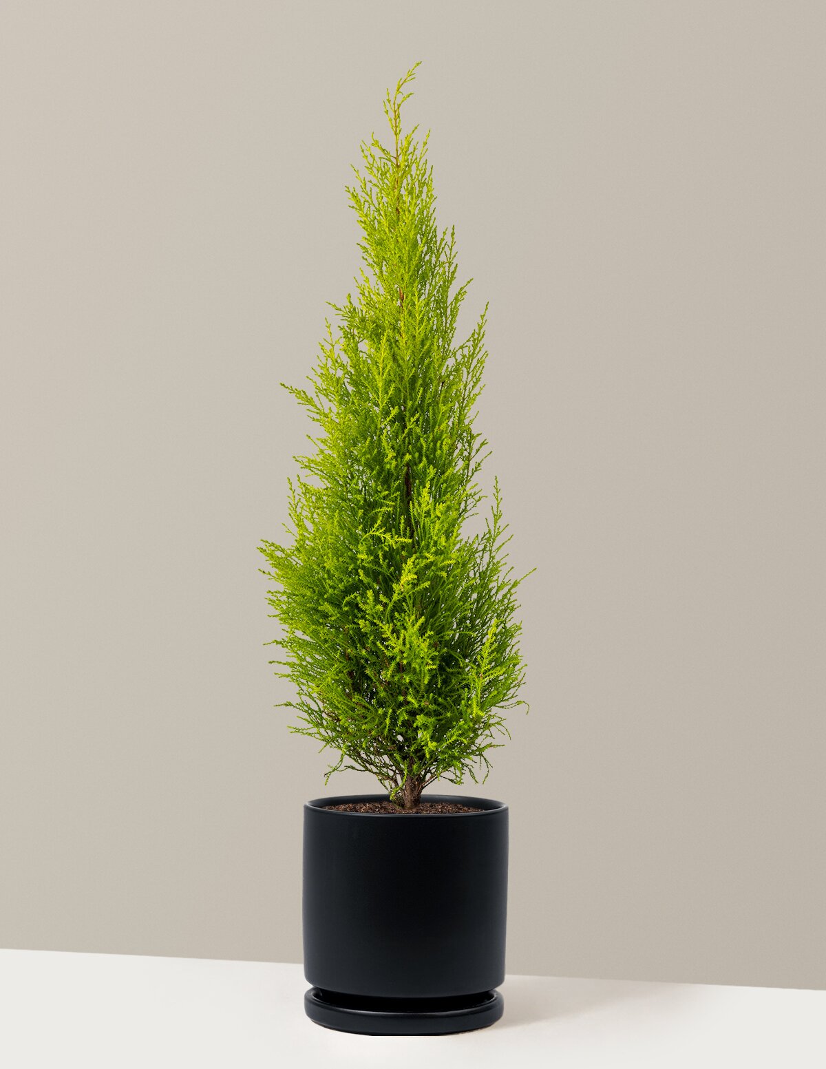 Wilma Goldcrest Lemon Cypress