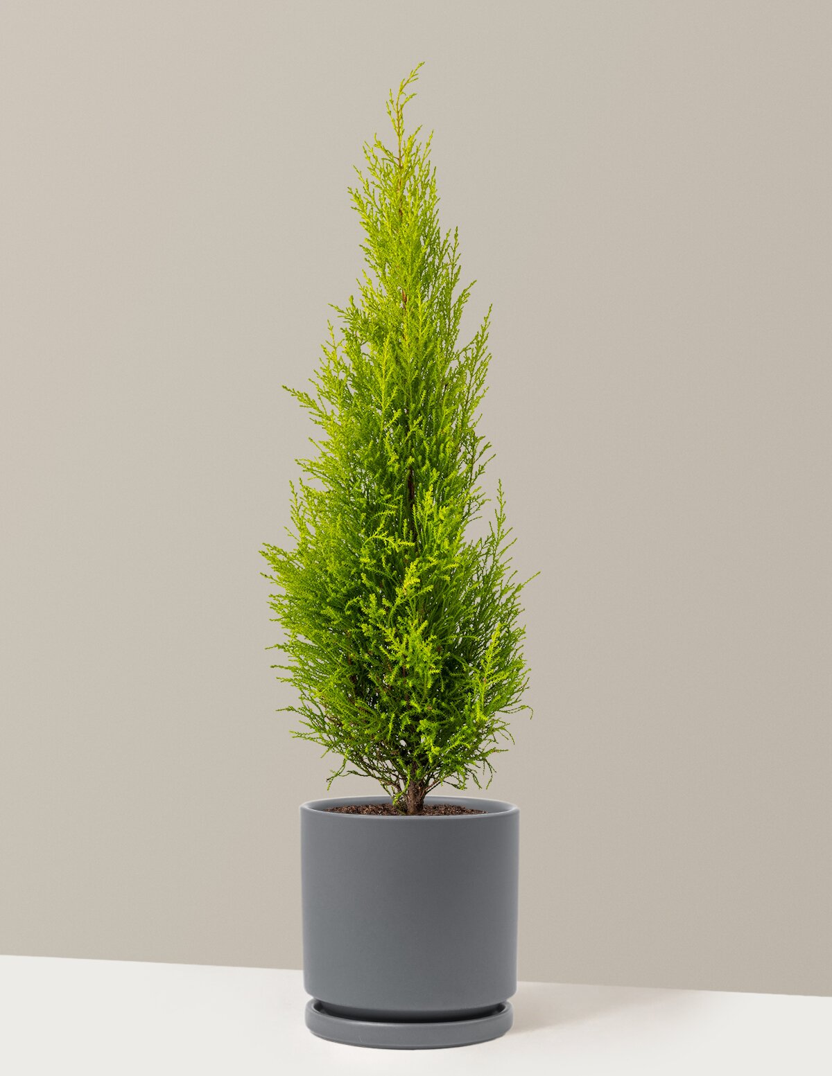 Wilma Goldcrest Lemon Cypress