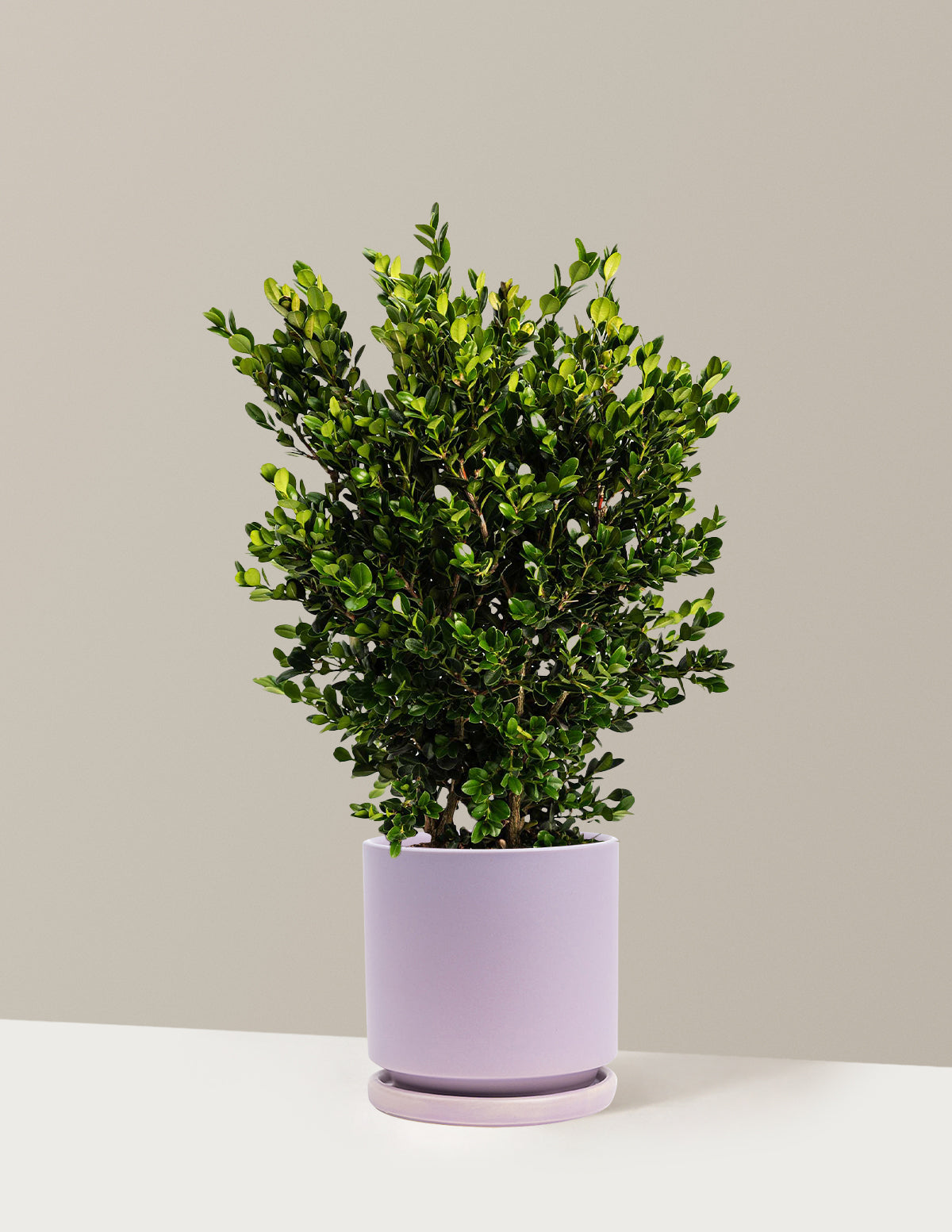 Wintergreen Boxwood