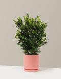 Wintergreen Boxwood