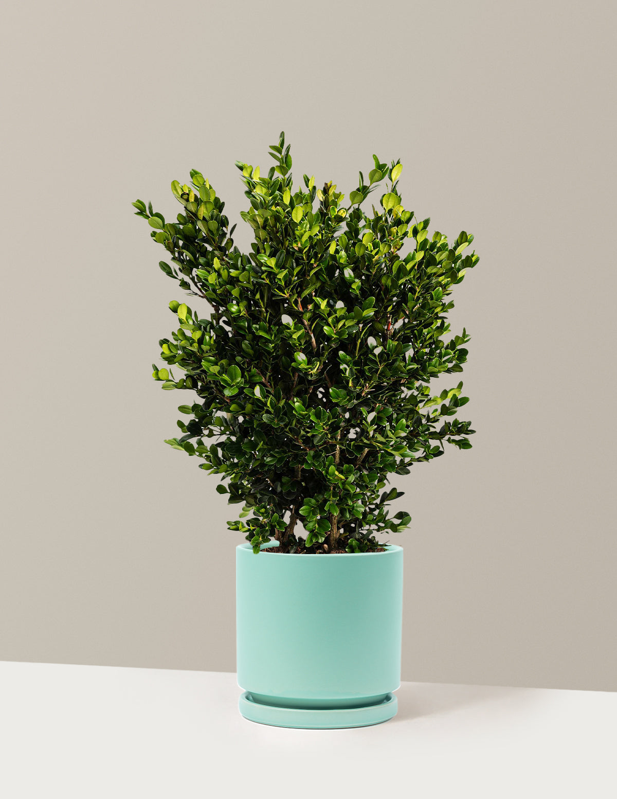 Wintergreen Boxwood