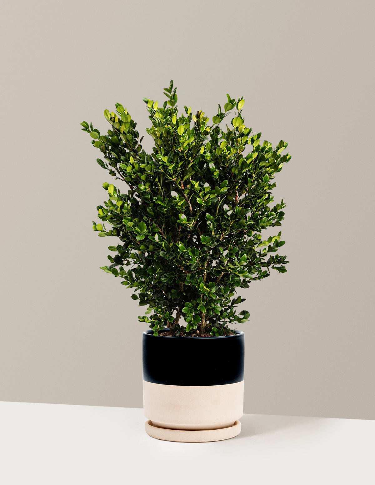 bundle | 1 Gallon | Isabella | Top Half Black