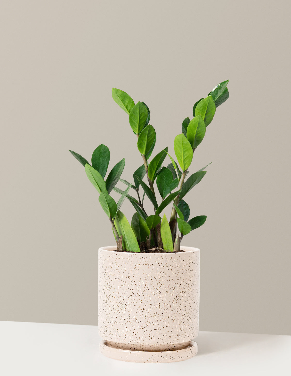 bundle | Medium | Isabella | White Sesame
