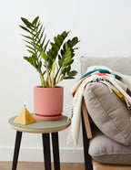 ZZ Plant
