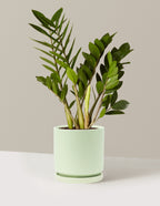 ZZ Plant