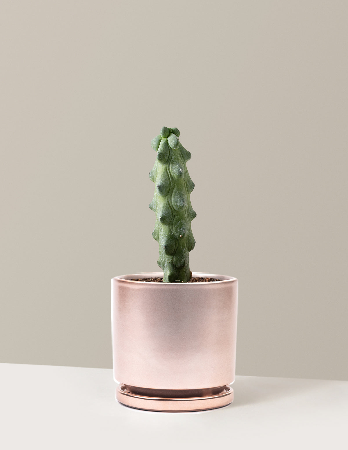 bundle | Medium | Isabella | Rose Gold