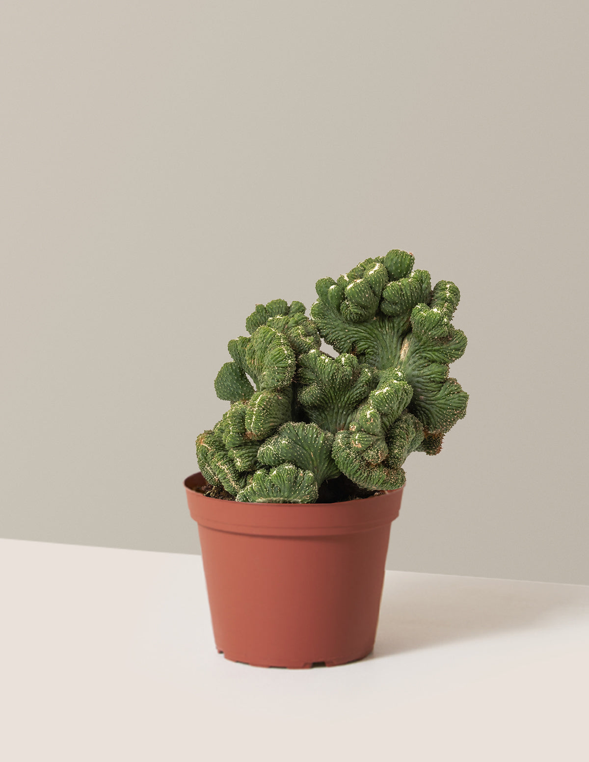 bundle | Medium | Grow Pot