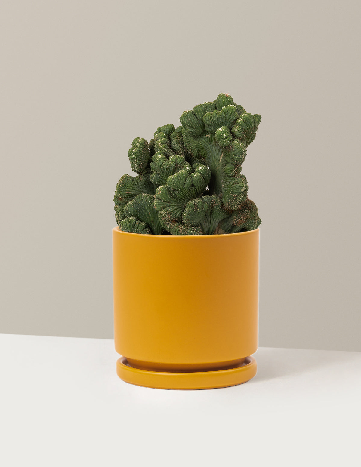 bundle | Medium | Isabella | Mustard