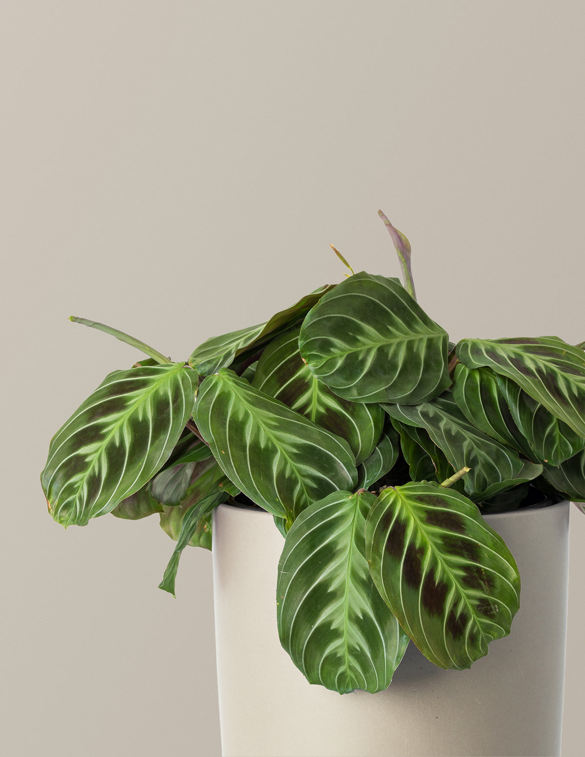 files/the-sill_Medium_Maranta-Black_Gallery-1.jpg