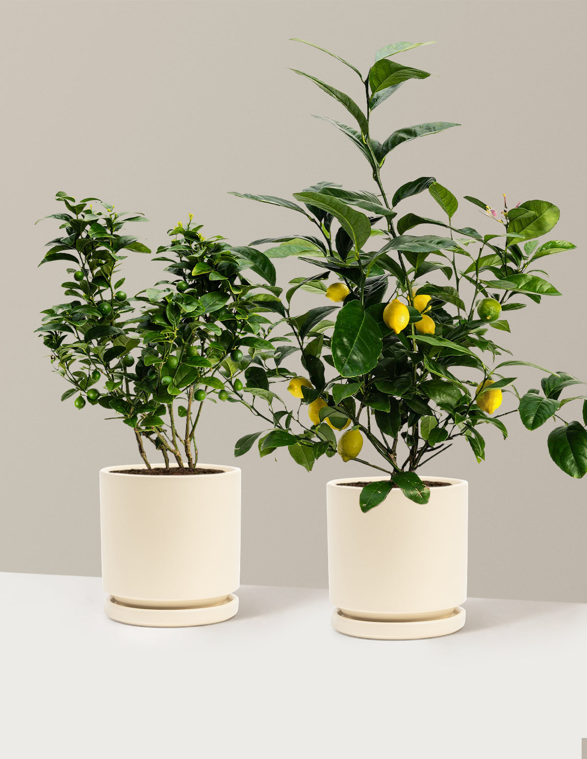 bundle | 1 Gallon | Isabella | Almond