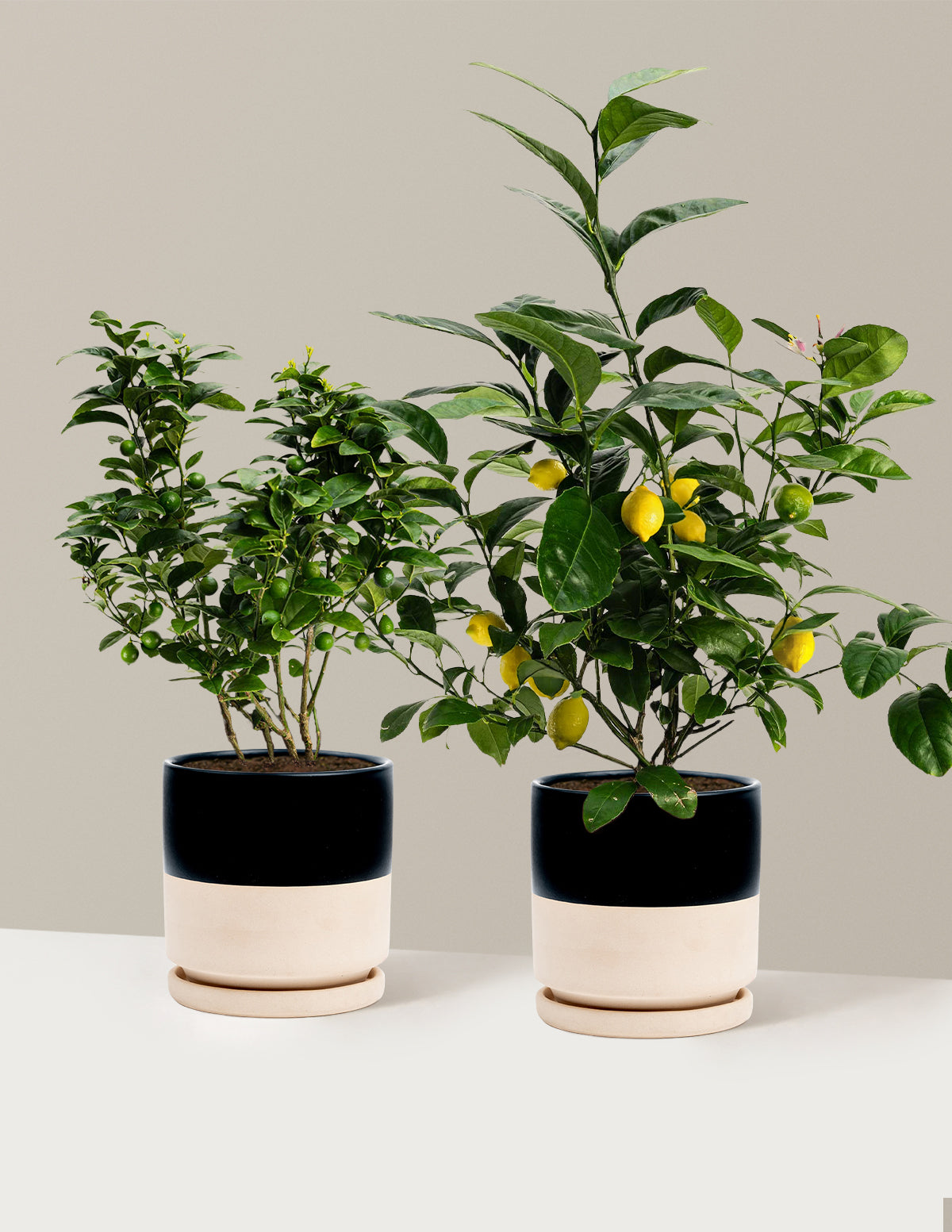 bundle | 1 Gallon | Isabella | Top Half Black