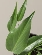 Monstera Burle Marx Flame